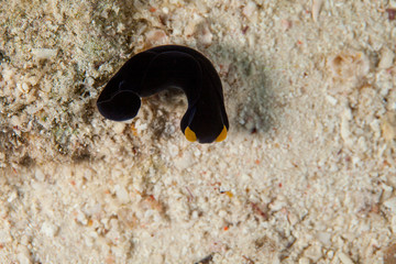 Nudibranch, Sea Slug