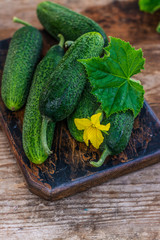 Fresh organic cucumbers