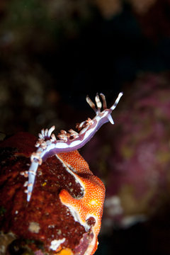 Flabelina bilas on coral