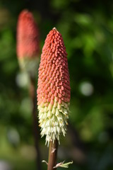 Fackellilie (Kniphofia)