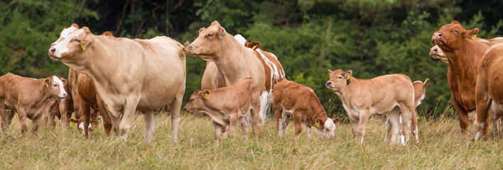 Glückliche Kühe: Panorama einer Herde brauner Milchkühe mit Kälbern auf der Weide in Thüringen © AventuraSur