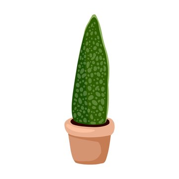 Hygge potted cactus plant. Sansevieria snake plant. Cozy lagom scandinavian style succulent isolated image. Mother-in-law's tongue