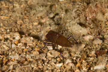 Gnathopyllum elegans is a species of shrimps found in the Mediterranean and the Atlantic Ocean