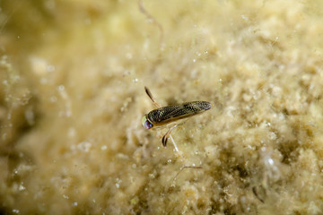 Notonectidae is a cosmopolitan family of aquatic insects in the order Hemiptera
