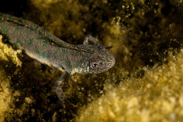 Fototapeta premium A newt is a salamander in the subfamily Pleurodelinae