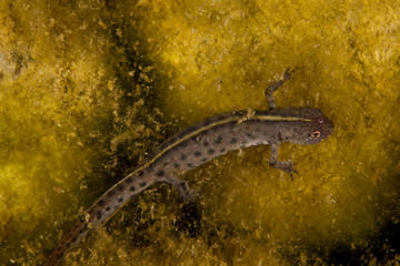 Obraz na płótnie Canvas A newt is a salamander in the subfamily Pleurodelinae