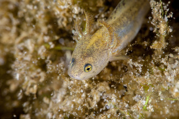 Newt, Young larva