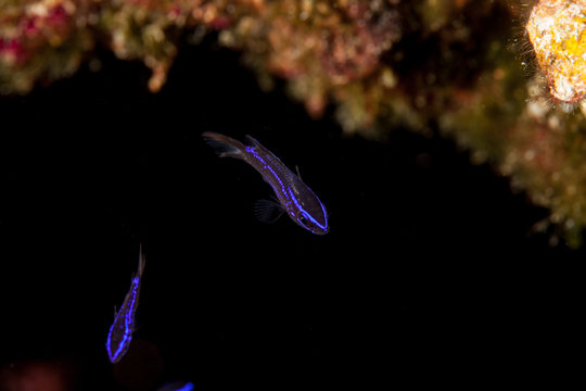 Juvenile Chromis chromis, the damselfish or Mediterranean chromis