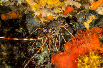 crayfish in croatia