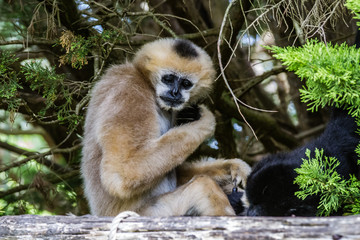 Zoo de la Flèche - Gibbon