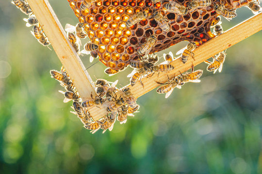 honey bees on honeycomb in apiary in summertime 