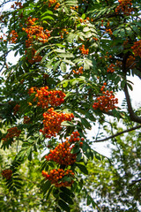 Ripe bunches of Rowan berries on tree branches