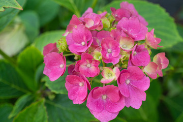 Fototapeta na wymiar Pink hydrangea with green leaves