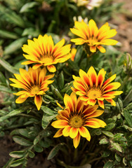 Yellow red gerbera in the garden