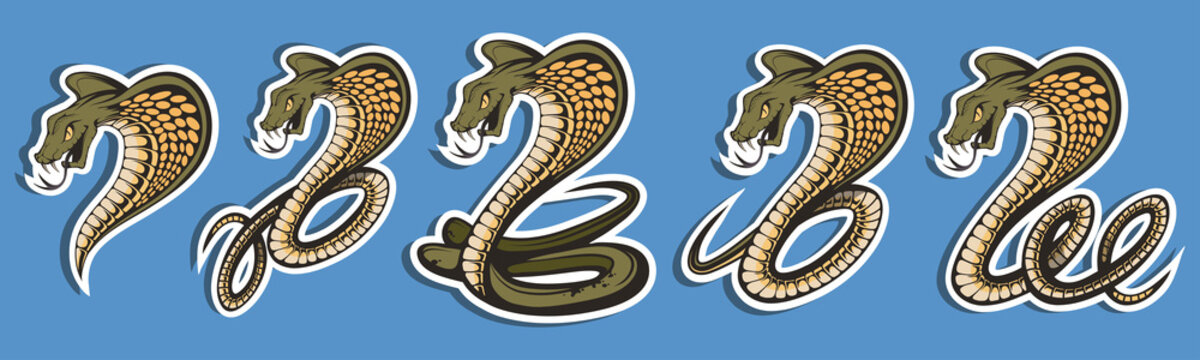 Set of King cobra sports mascot logo. Spectacled cobra mascot, emblem, sticker and t shirt printing. Angry cobra illustration. Vector graphics to design