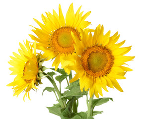 Beautiful sunflowers on white background