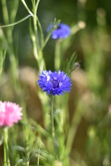 Kornblumen (Centaurea cyanus)