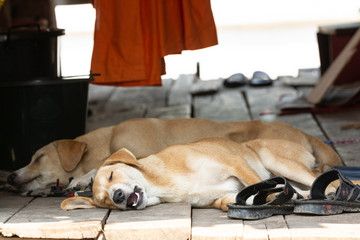 Two cute red dogs sleeping on the wooden porch