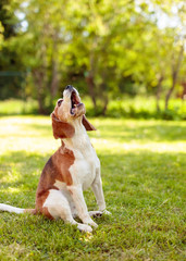 Barking beagle in summer garden.