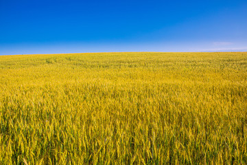 field of golden wheat against the blue sky