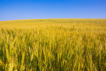 field of golden wheat against the blue sky