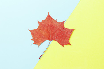 Orange maple leaf on yellow and blue background, close up. Autumn background