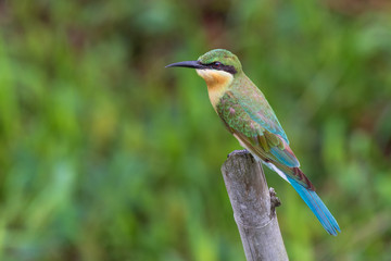 Fototapeta premium Blue-tailed Beeeater.
