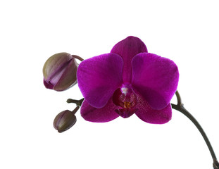 Orchid isolated on white.