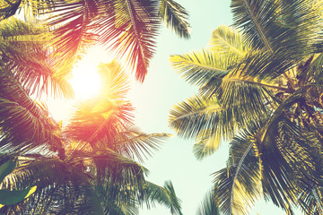 Coconut palm tree on sky background.   Low Angle View. Toned image © Antonel