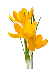 Three  yellow crocus flowers isolated on white