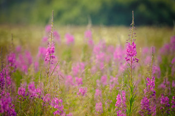 Obraz premium field of purple flowers