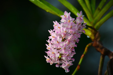 flower with water drops