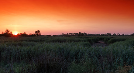 Yves swamp nature reserve in Charente Maritime coast