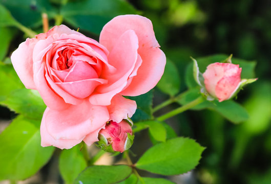 Image of a pink rose with its buds and background of green leaves.