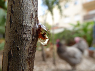 gota de resina