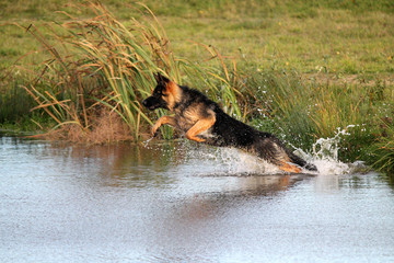 Schäferhund springt in See © Kathi Timmer