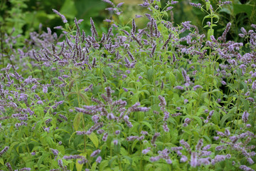 Purple flowering mint flowers from the Mentha Longifolia family in seasonal blooming