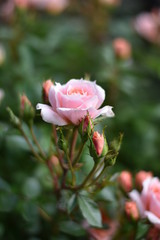 Rosa Rosenblüten