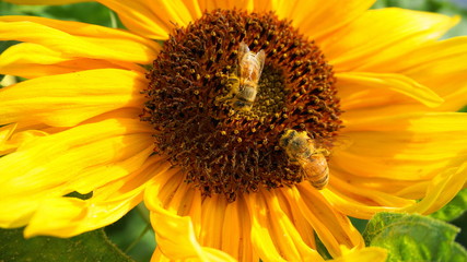 Beautiful two honey bees collecting nectar from bright and show yellow sunflower head close up.