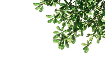 Green leaves on tree isolated on white background.