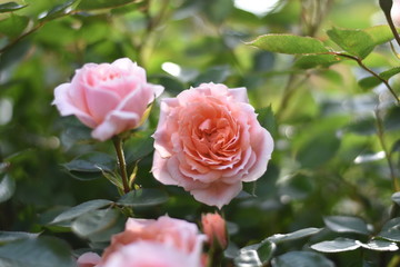Rosa Rosenblüten
