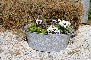 White-purple pansies in vintage bath tube standing on the stones near hay in the garden