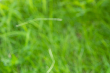 Abstract green grass close up blur background