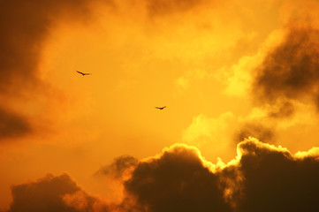 eagles in dramatic sky. Eagles, strong wind and sunlight breaking through the clouds create a dramatic atmosphere