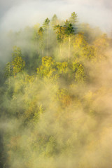 foggy forest in the morning