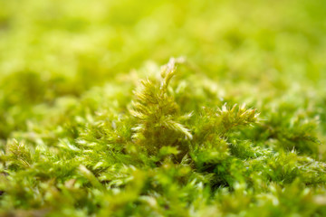 Fresh green moss close up on the floor