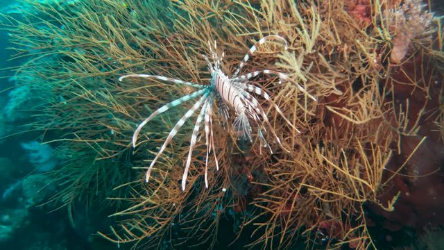 Lionfish next to soft corals on a tropical reef in the Philippines