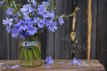 Bouquet of Chicory flowers in a vase on wooden table.