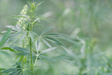 Young leaf of cannabis plant. Shallow depth of field. Selective focus.