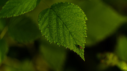 Mücke auf einem Blatt im Wald Tau